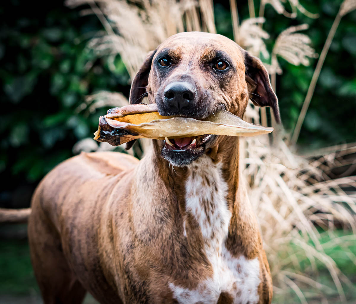 Galeriebild aus der Kategorie Merchandise