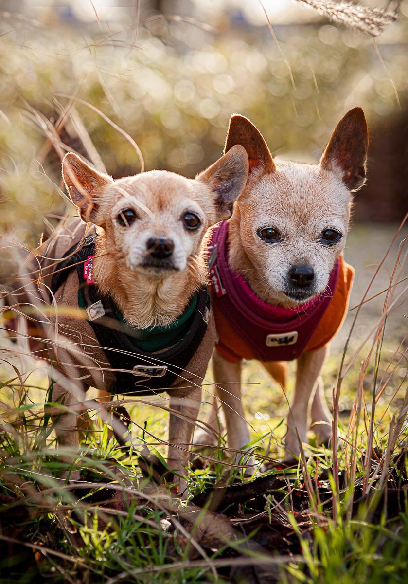 Galeriebild aus der Kategorie Regenbogen