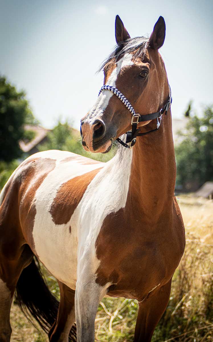 Galeriebild aus der Kategorie Tiere