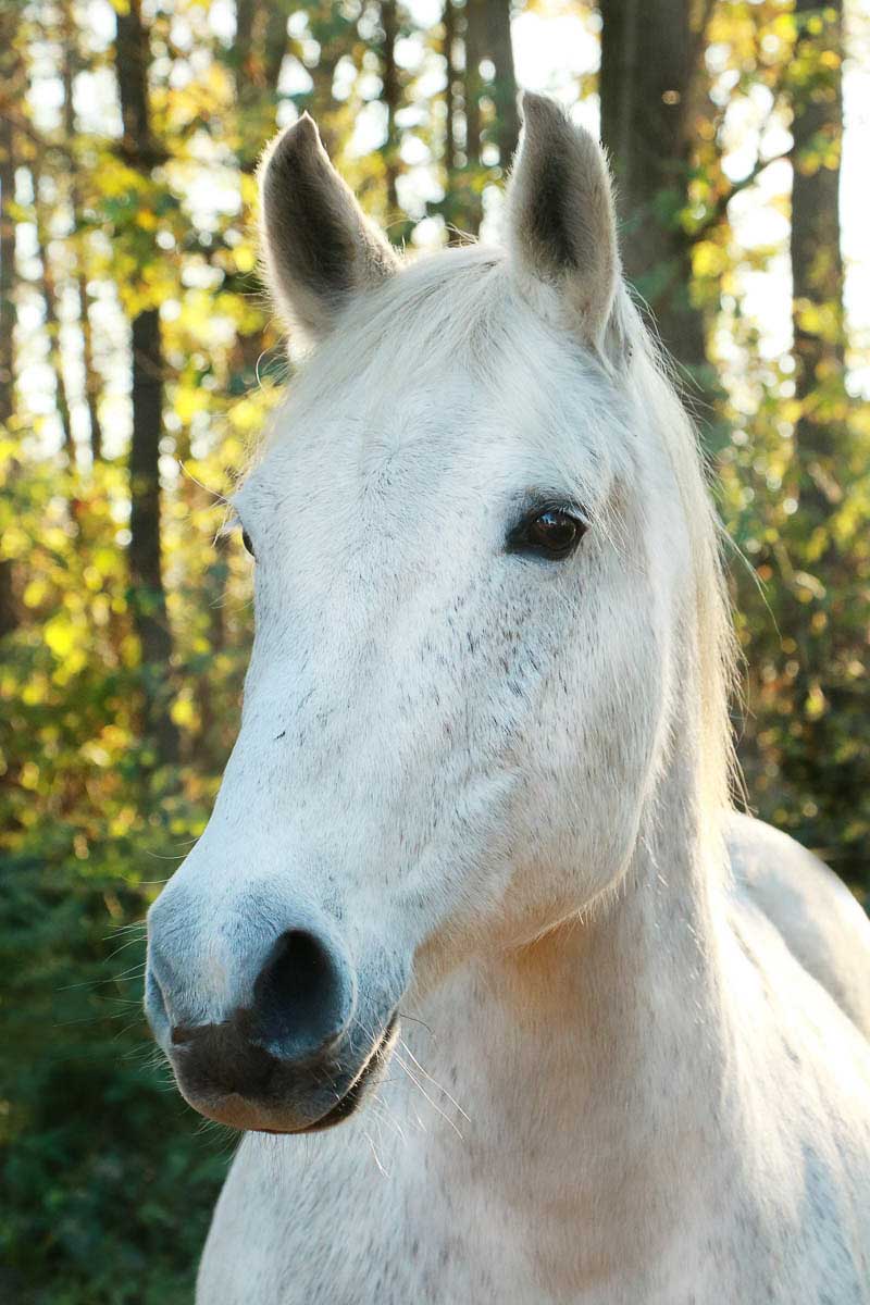 Galeriebild aus der Kategorie Tiere