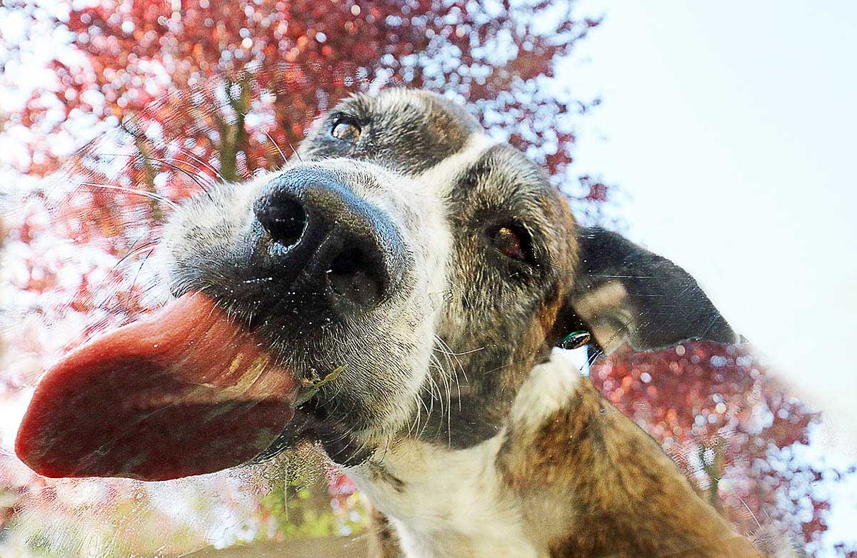 Galeriebild aus der Kategorie Tiere