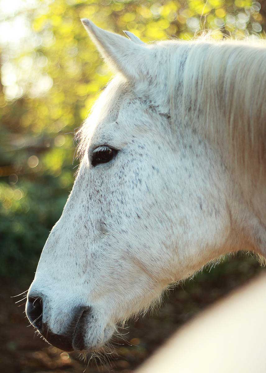 Galeriebild aus der Kategorie Tiere