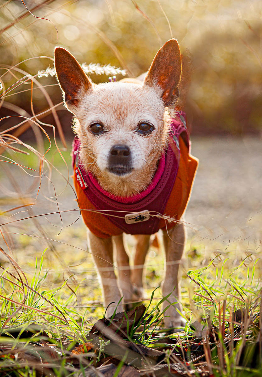 Galeriebild aus der Kategorie Tiere