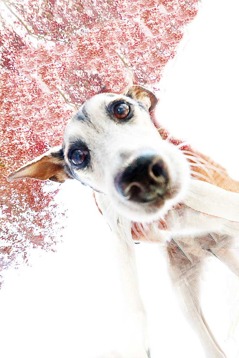 Galeriebild aus der Kategorie Tiere