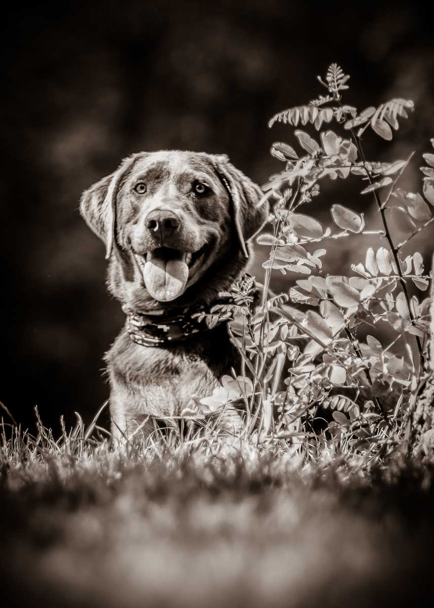 Galeriebild aus der Kategorie Tiere