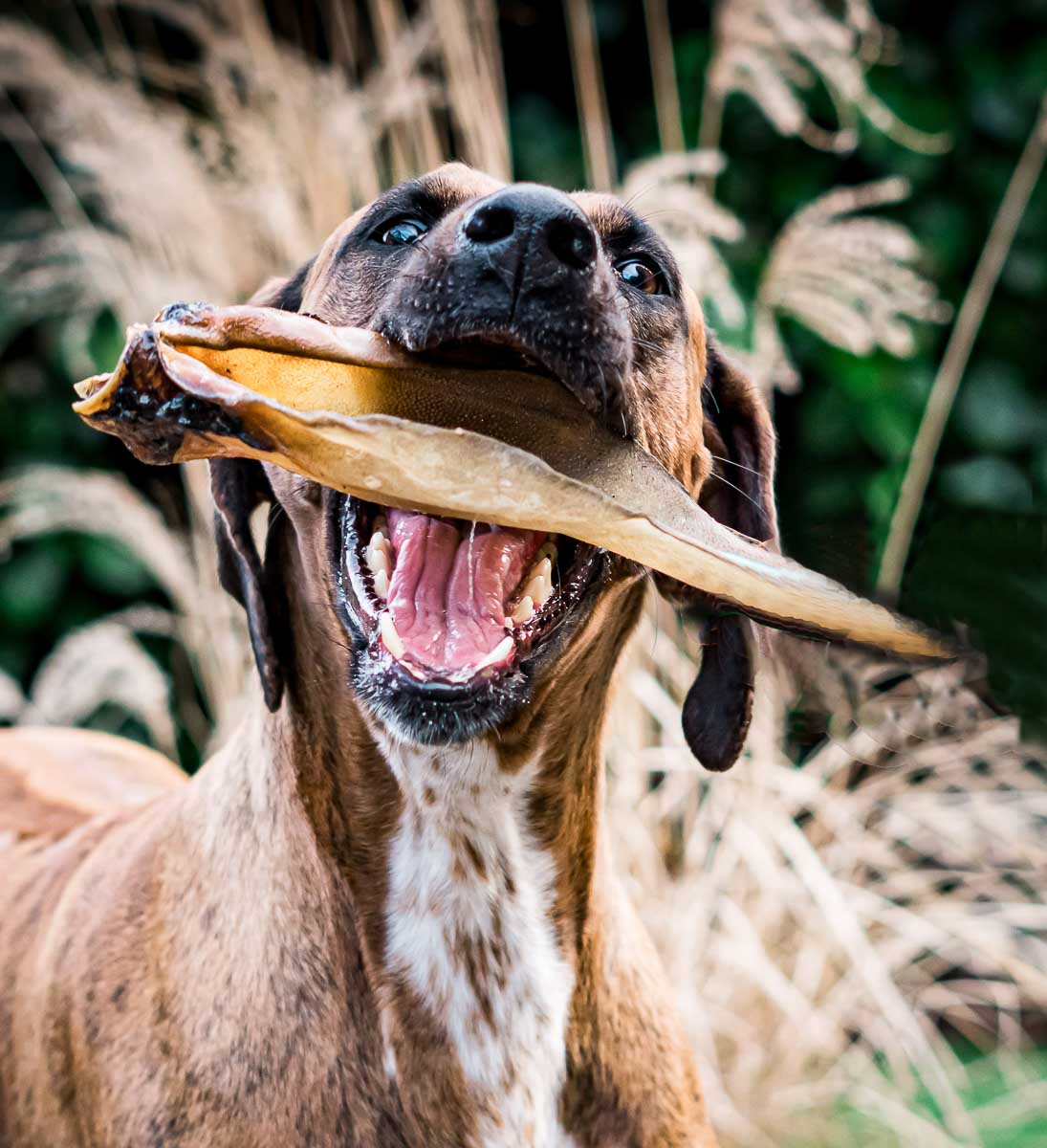Galeriebild aus der Kategorie Tiere