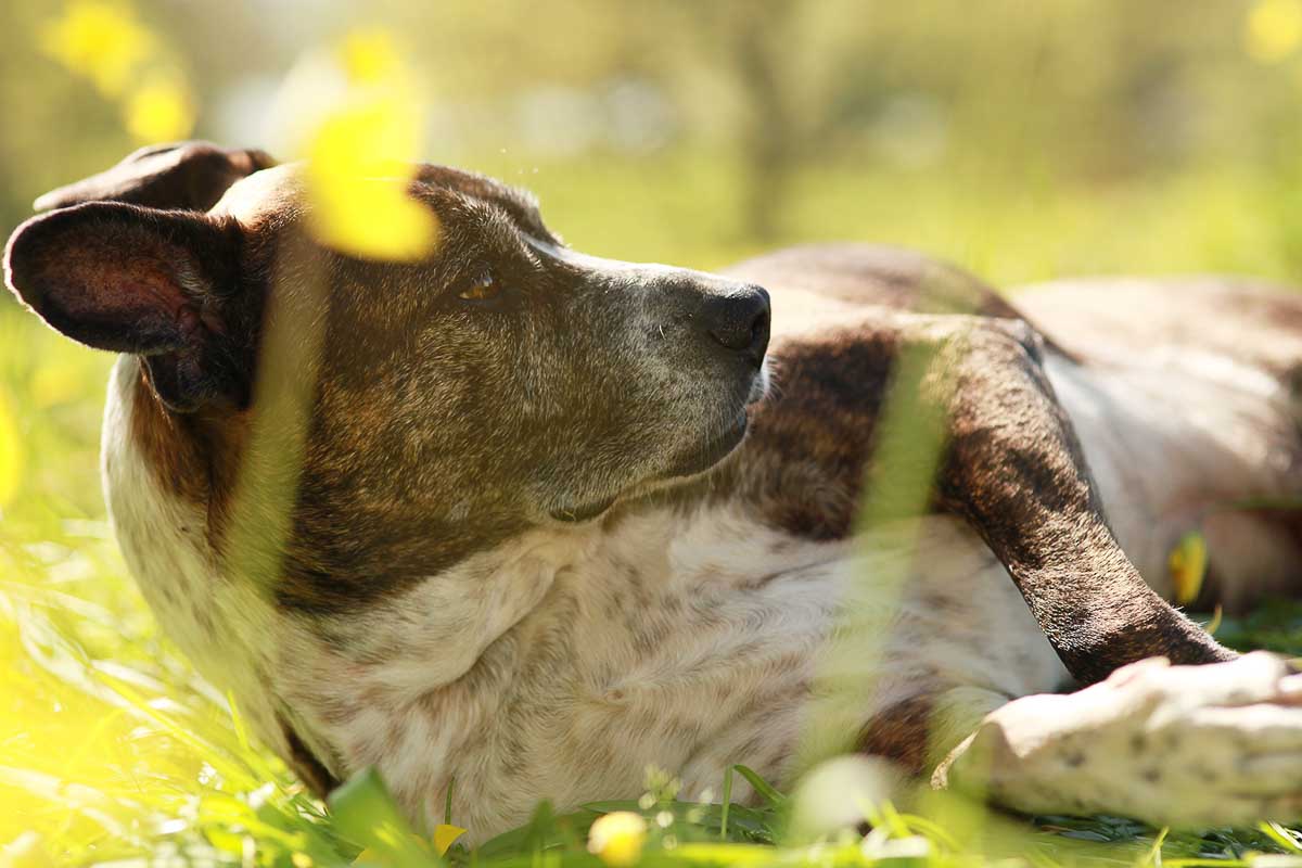 Galeriebild aus der Kategorie Tiere