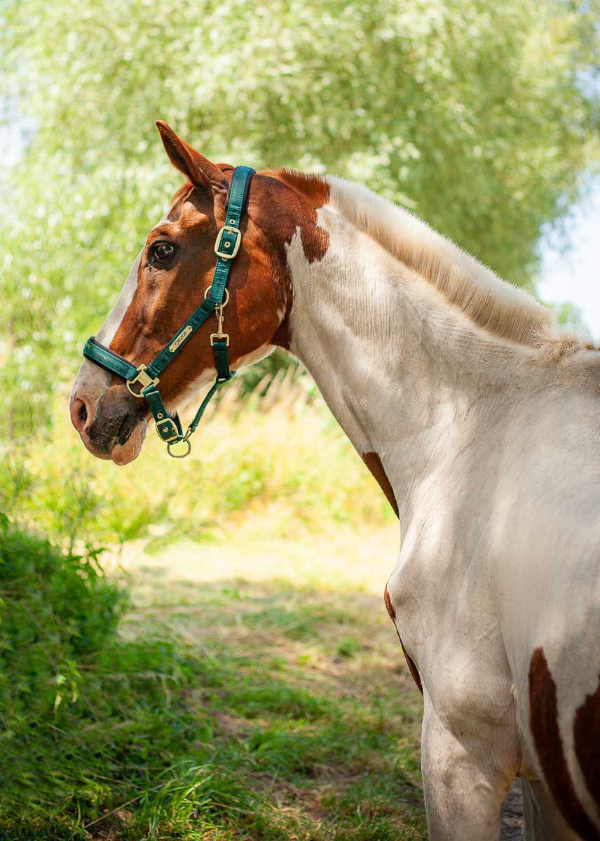 Galeriebild aus der Kategorie Tiere
