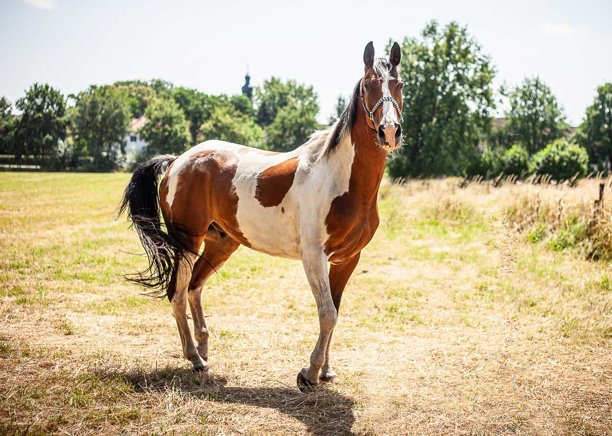 Galeriebild aus der Kategorie Tiere