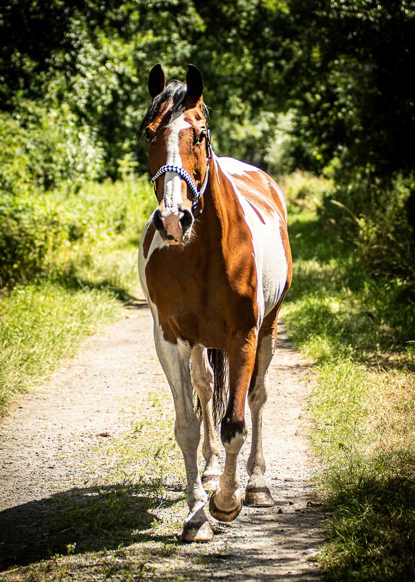Galeriebild aus der Kategorie Tiere