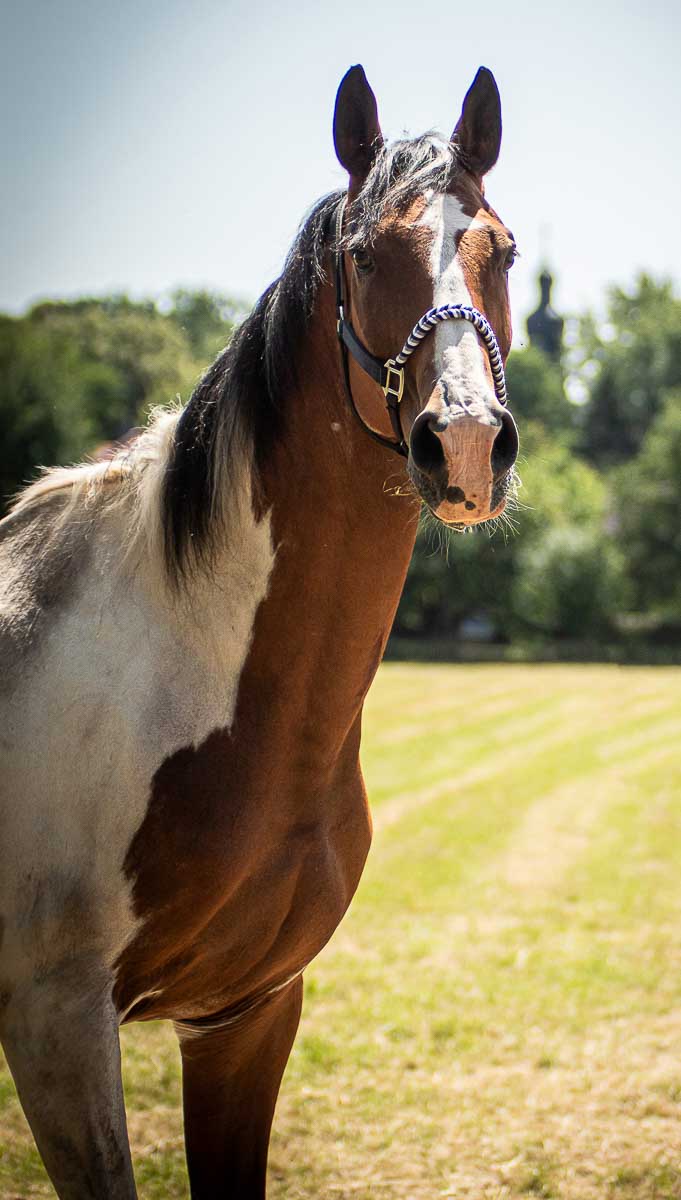 Galeriebild aus der Kategorie Tiere