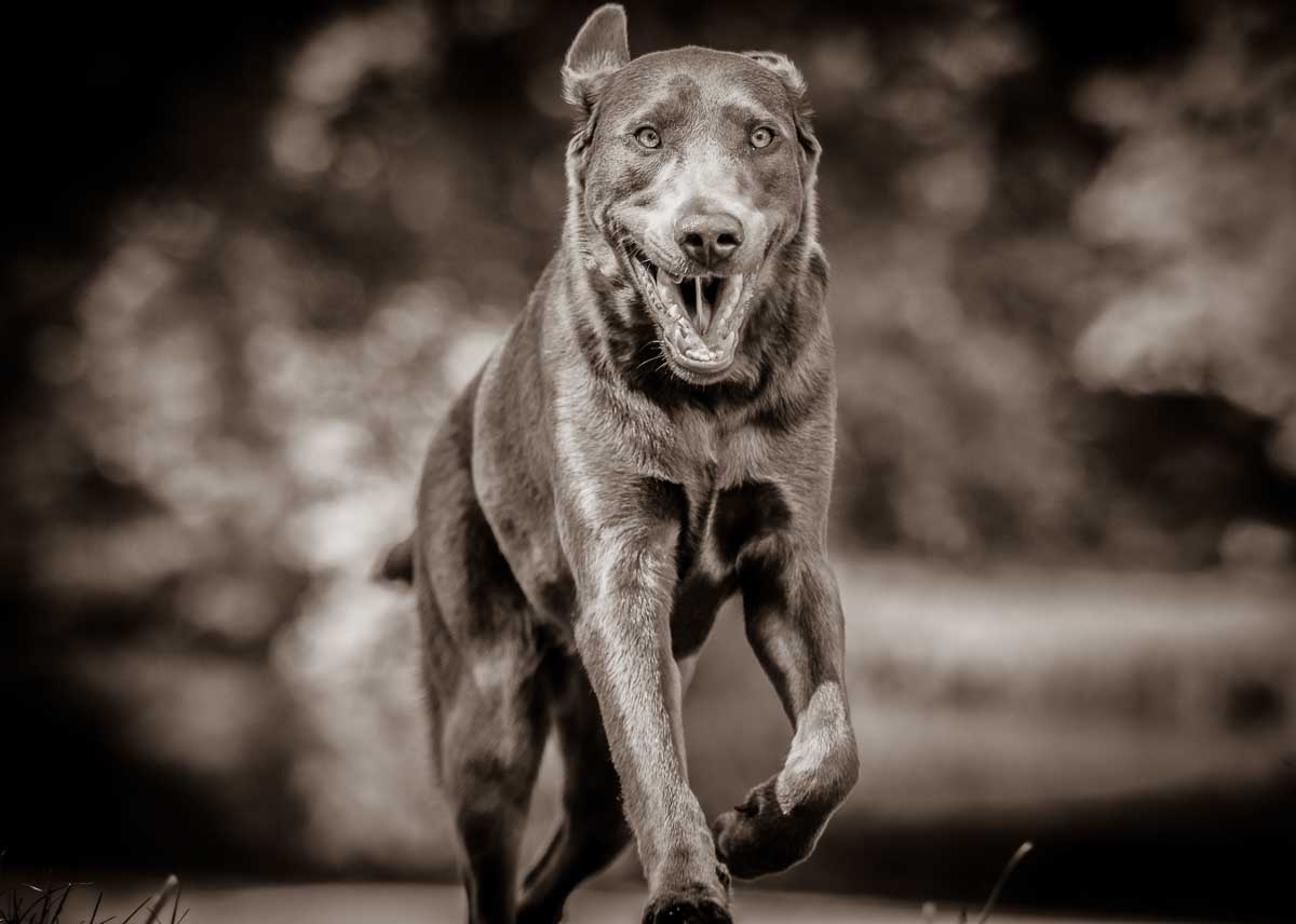 Galeriebild aus der Kategorie Tiere