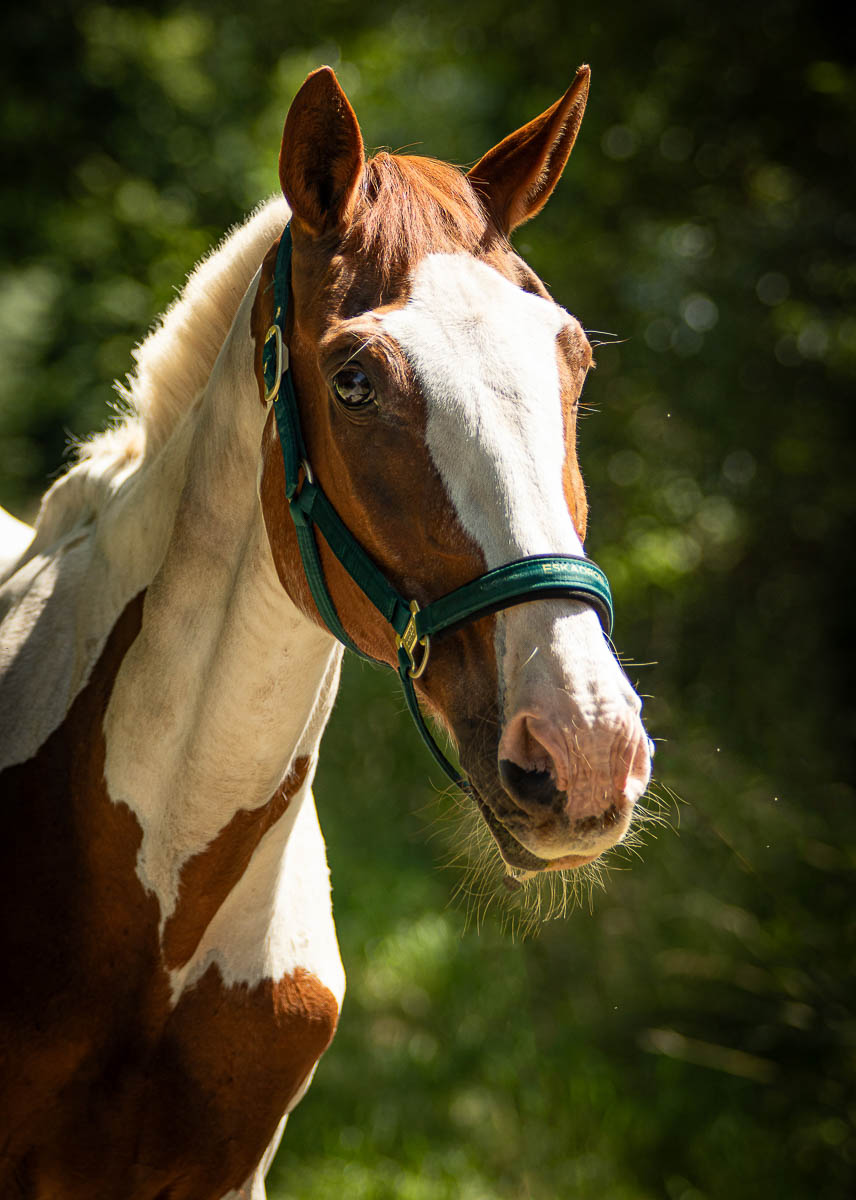 Galeriebild aus der Kategorie Tiere