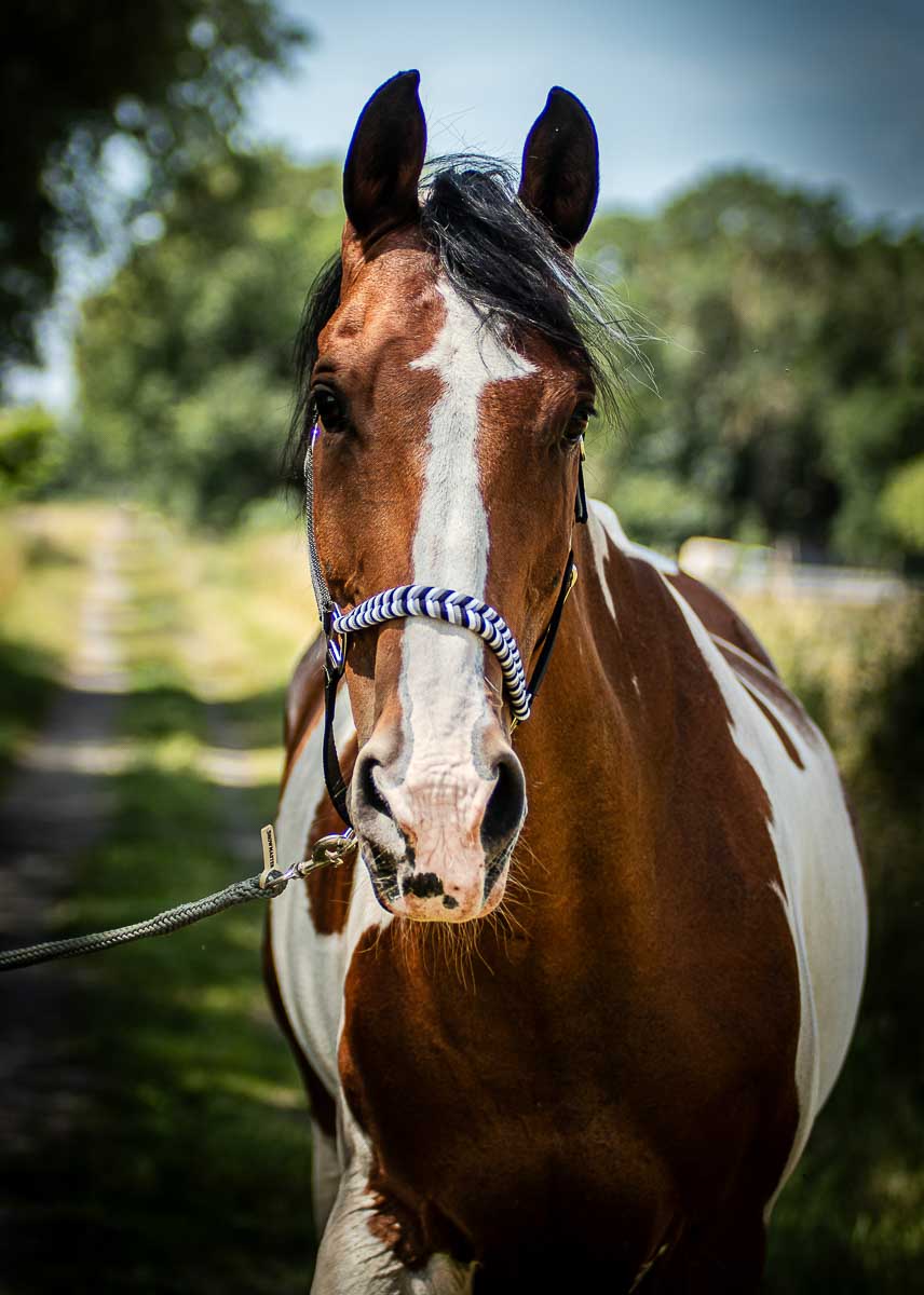 Galeriebild aus der Kategorie Tiere