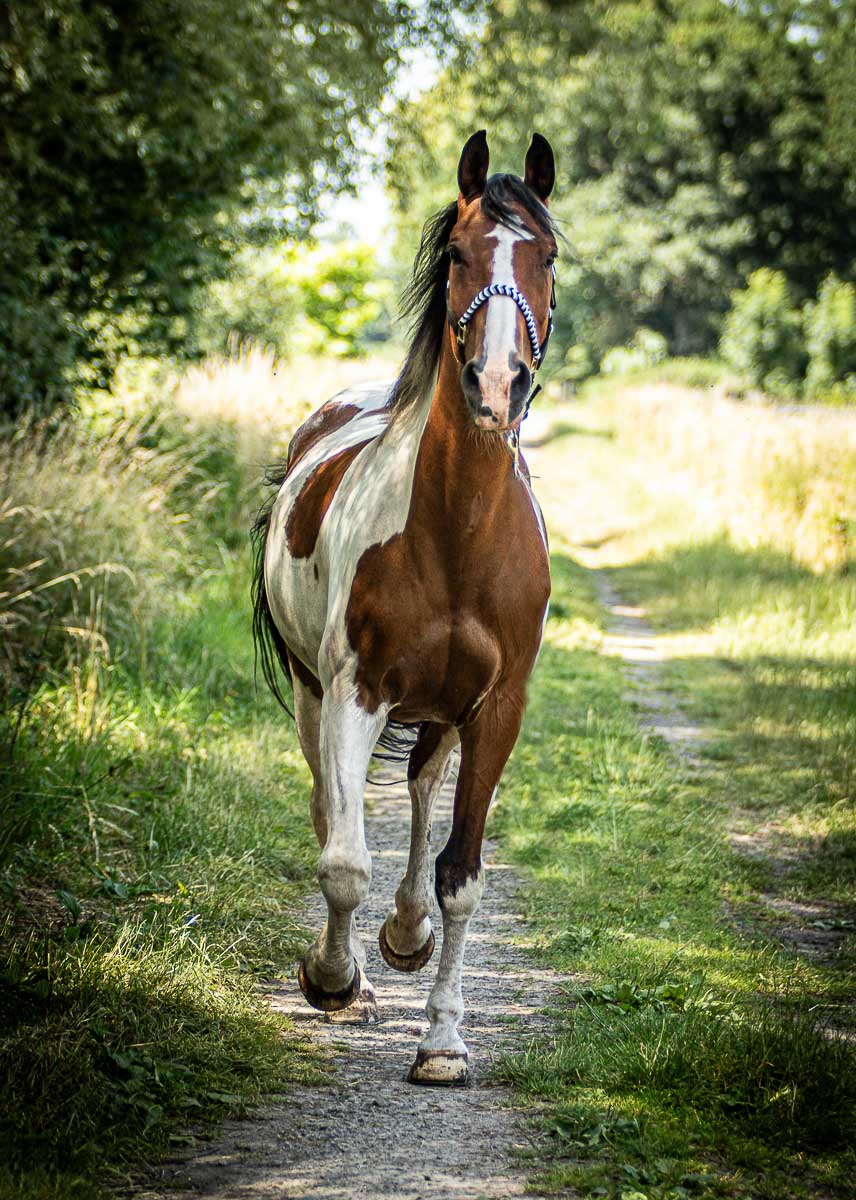 Galeriebild aus der Kategorie Tiere