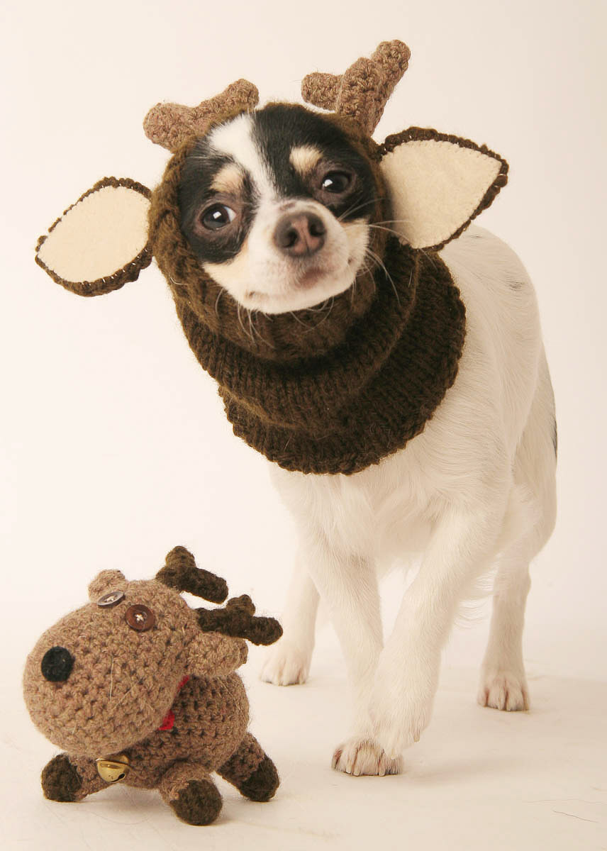 Galeriebild aus der Kategorie Tiere