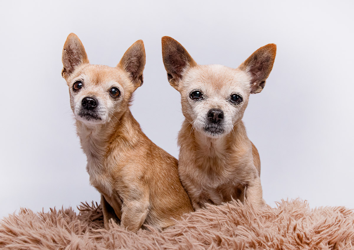 Galeriebild aus der Kategorie Tiere