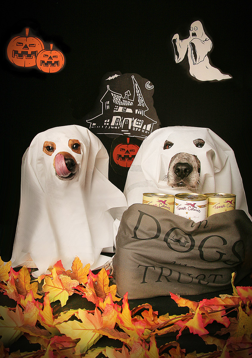 Galeriebild aus der Kategorie Tiere